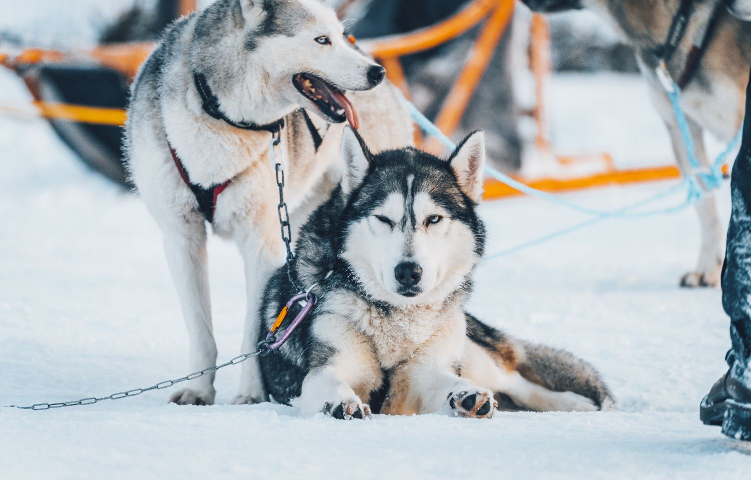 Husky tours | Idre Fjäll